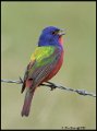 _0SB0128 painted bunting